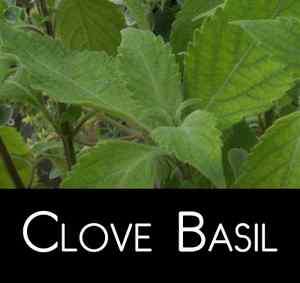 25 Clove Basil Seeds + Free Bonus + Combined Shipping  
