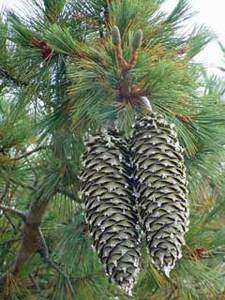 Sugar Pine, King of Pines, Pinus lambertiana, Tree Seed  