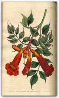 1787 Curtiss Botanical Vol #1 to #20 on CD  