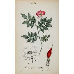  1826 Rosa Alpina Alpine Rose Pink Botanical Color Print 