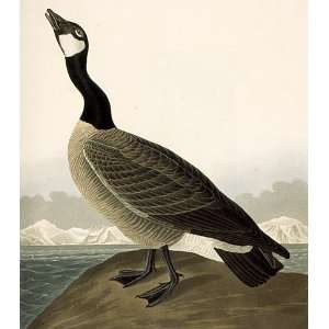     32 x 36 inches   The Canada Goose (Branta canad