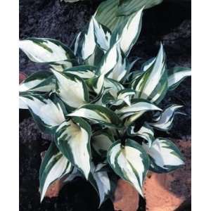  PLANTAIN LILY FIRE & ICE / 1 gallon Potted Patio, Lawn 