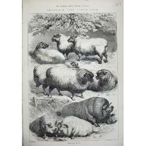   1873 Smithfield Club Cattle Show Prize Pigs Sheep Art