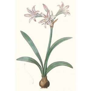  Amaryllis Vittata Poster Print