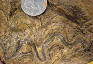 rm69   OLD STOCK   Stromatolite Jasper   Bolivia 10.6 lbs #375  