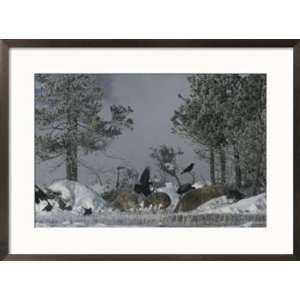 Coyotes feed on a dead bison, while ravens wait their turn Framed Art 