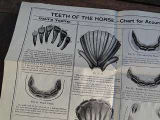 Antique 1897 Dr. Louis Brandt Horse Teeth Poster Age Veterinarian Farm 