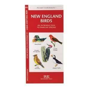  New England Birds An Introduction to Familiar Species 