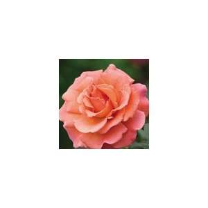  Rose Easy Does It™ Floribunda PPAF Patio, Lawn & Garden