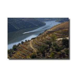  Vineyards Douro River Valley Portugal Giclee Print