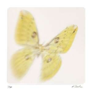Butterfly Study 11 by Claude Peschel Dutombe, 20x20