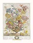 Robert Furber Twelve Months of Flowers 1730/April Open Edition 6x8