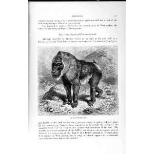  NATURAL HISTORY 1893 94 DRILL BABOON CYNOCEPHALUS