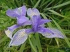iris flowers  