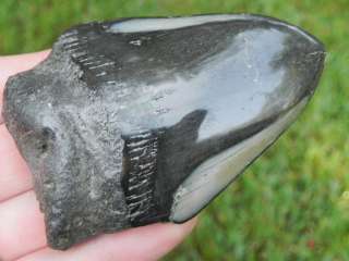 75e Megalodon Fossil Shark Tooth KILLER ARROWHEAD SHAPE  