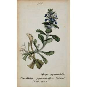  1826 Ajuga Pyramidalis Pyramidal Bugleweed Botanical 