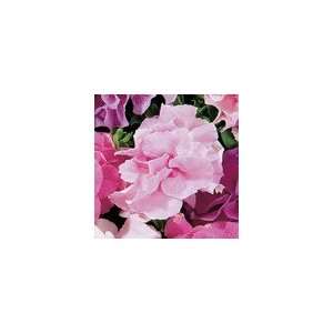  Petunia Double Cascade Soft Pink Hybrid Seeds Patio, Lawn 