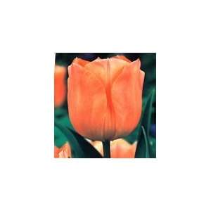  Darwin Tulips Apricot Bulbs 50/pack Patio, Lawn & Garden
