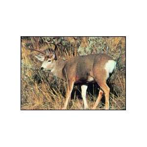 Delta Size 28X42 Style 109 Mule Deer Delta Tru Life Animal Targets 