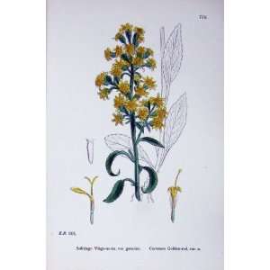  Botany Plants C1902 Common Golden Rod Solidago Flowers 