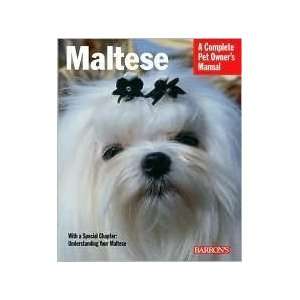  Maltese Everything about Purchase, Care, Nutrition, Behavior 