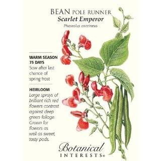  Scarlet Runner Bean Vine 25 seeds Patio, Lawn & Garden
