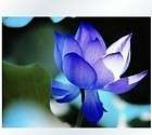blue lotus seeds  