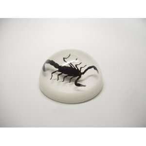  Small Black Scorpion Dome 