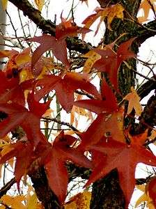 Liquidambar styraciflua, amerik. Amberbaum 140 150cm  