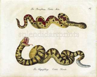 1816 Brodtmann Gallery #RP9b Bushmaster Snake, Rattlesnake  