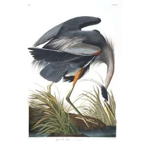  Audubons Birds of America 211 Great Blue Heron (Limited 