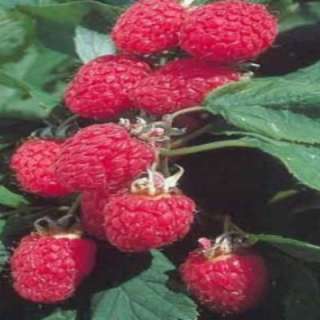   Red Raspberry Edible Fruit Bearing Plant R291212 