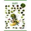 Salate. Poster Blattsalate   frisch und …