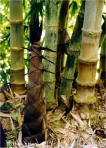 20 Dendrocalamus asper   Black Asper bamboo Seeds  