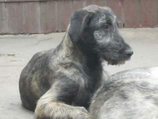 Irish Wolfhound Junghunde in Thüringen   Weira  Hunde & Zubehör 