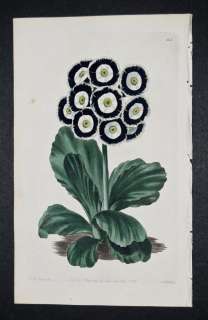 Sweet   Wilds Black and Clear Auricula. 63   Florists Guide 1827 