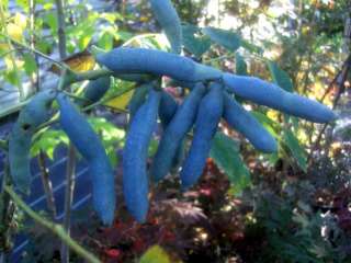 Decaisnea fargesii, Blaugurke, Blauschote exotische Frucht, 120cm 