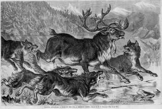 WOLVES ATTACKING DEER ON THE ICE 1868 ANTIQUE ENGRAVING  