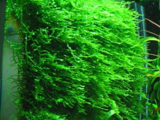 moss Mesh Aquarium Plant NET 240x60cm Fissidens Pellia  