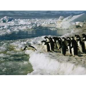 Adelie Penguins Line up to Dive into the Icy Antarctic Waters 