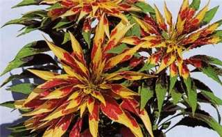 AMARANTHUS PERFECTA amaranthus tricolor seeds (F 121)  