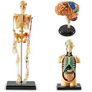   Resources Brain, Human Skeleton, and Human Body Anatomy Model Bundle