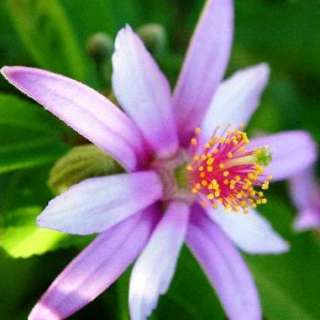 The Lavender Starflower is a perennial shrub or small tree, growing to 