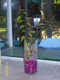 12 DEVILS BACKBONE Slipper Flower Succulent & Bonsai  