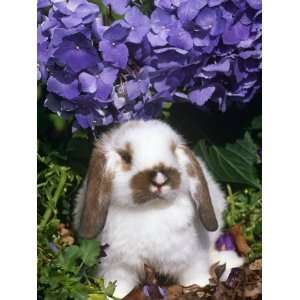 Baby Holland Lop Eared Rabbit, Amongst Hydrangeas, USA Photographic 