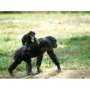  Chimpanzee, Baby on Back, Zoo Animal Photos To Go 