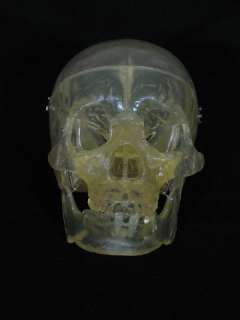 Life Size Clear Bucky Skull Halloween Prop, NEW  