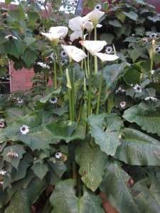   HERCULES CALLA LILY RARE 7 FOOT GIANT SPOTTED AROID BULB  