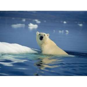  Polar Bear, Wager Bay, Northwest Territories, Canada 