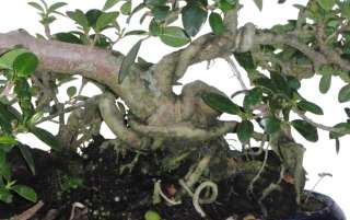 Green Island Ficus Root over Rock Bonsai Tree 7 yrs Old  